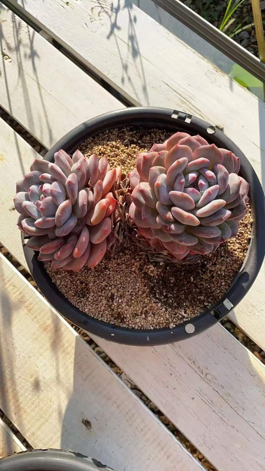 4株の抜き苗セット】レッドオレンジ2頭 売れ筋 多肉植物 佐川急便発送