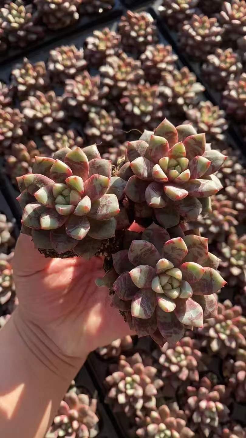 新発売 RC2115 ブラッディ 50苗セット 土と根付き 多肉植物 エケベリア