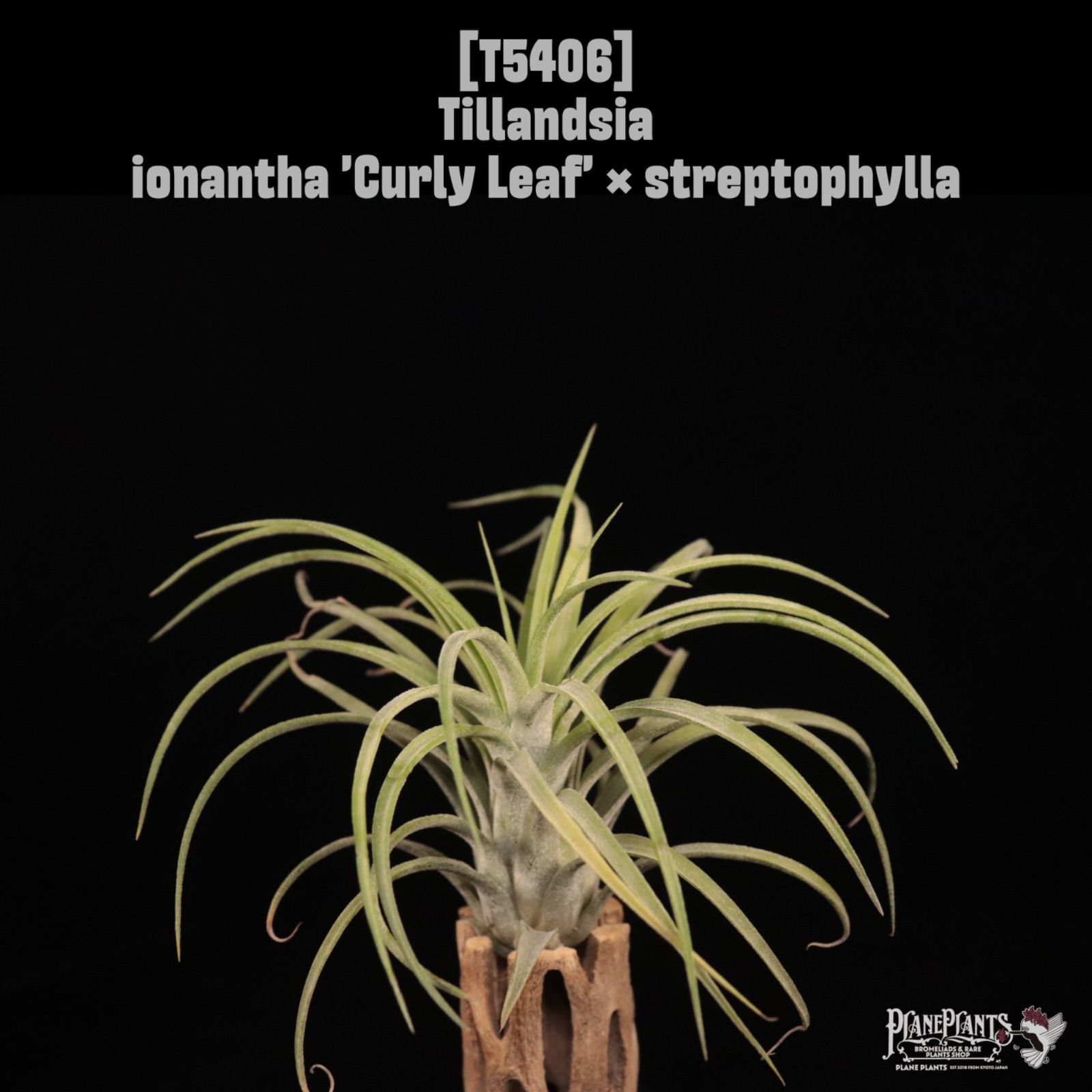 【送料無料】ionantha 'Curly Leaf' × streptophylla〔エアプランツ〕現品発送T5406 /@plane plants