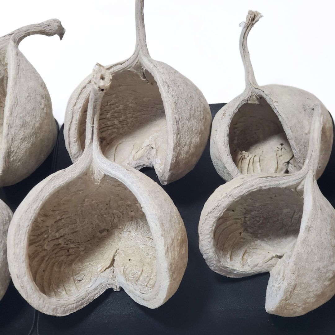 ブッダナッツ 8個セット L ウォッシュホワイト 大地農園 ハンドメイド