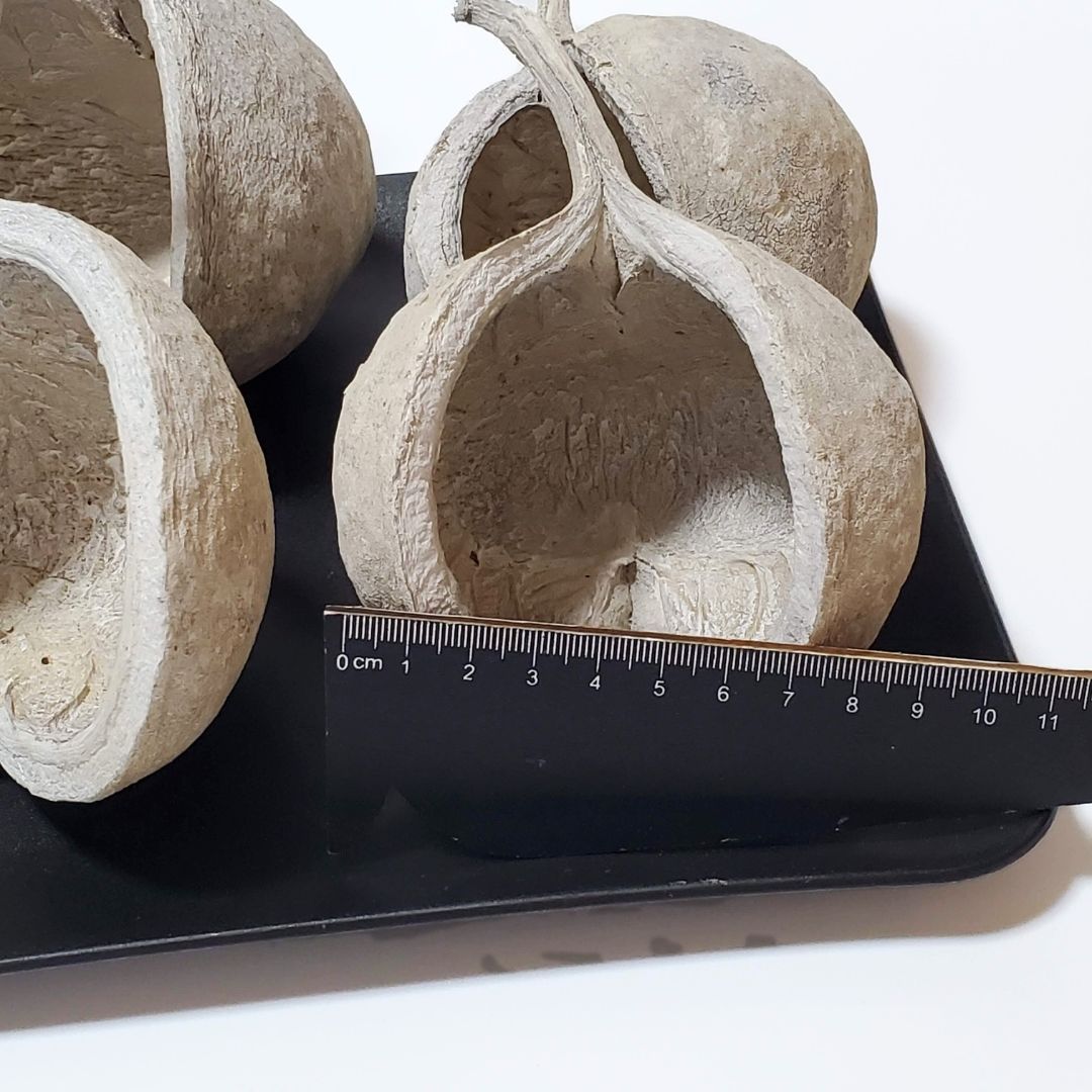 ブッダナッツ 割引有 16個セット L ウォッシュホワイト 大地農園