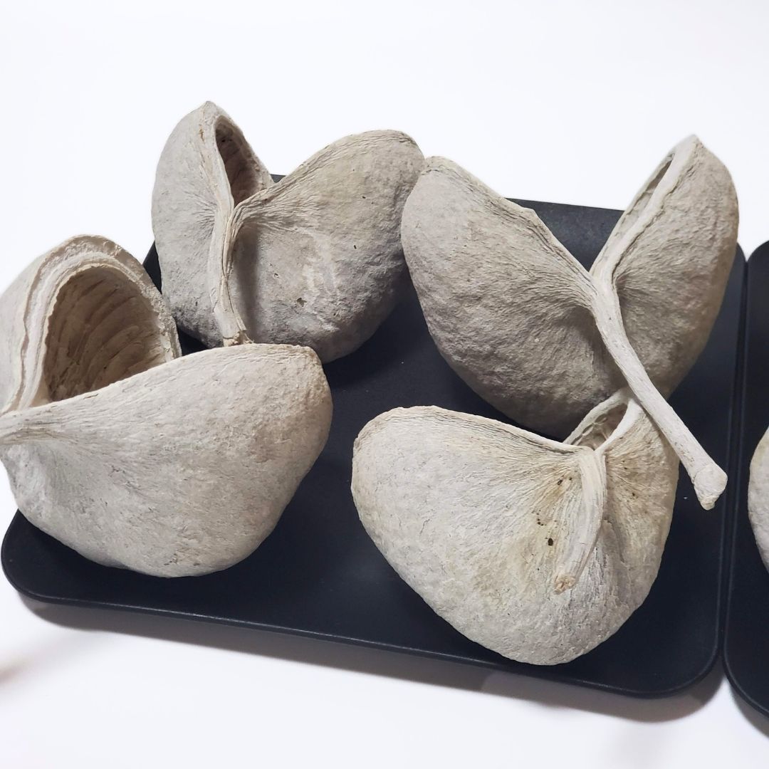 ブッダナッツ 8個セット L ウォッシュホワイト 大地農園 ハンドメイド