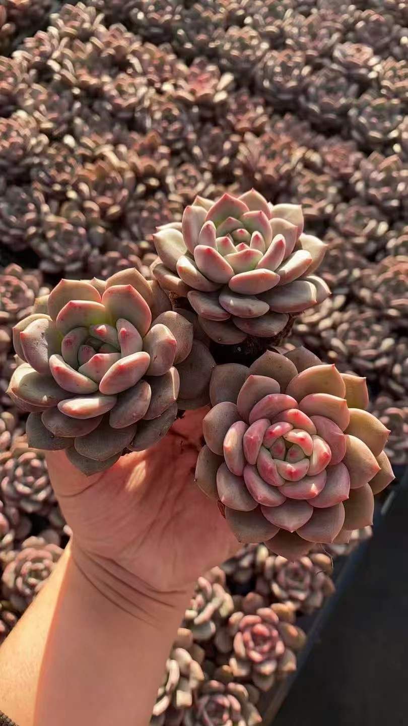 新発売 RC2125 ピンクスノー 50苗セット 土と根付き 多肉植物