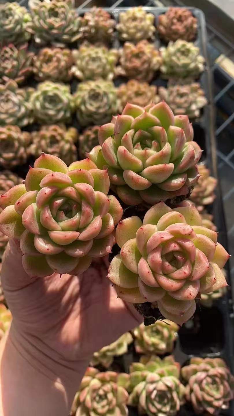 多肉植物 エケベリア 韓国苗 トレーごと発送‼️ 多肉植物 エケベリア