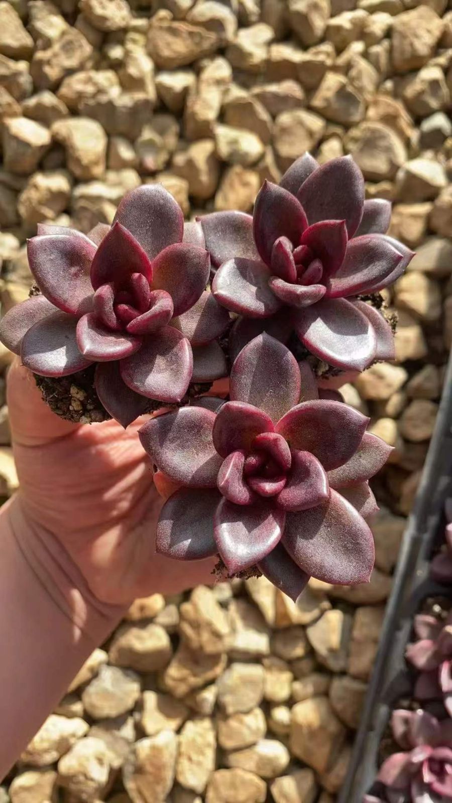 新発売 RC2217 レッドバラ 50苗セット 土と根付き 多肉植物 エケベリア