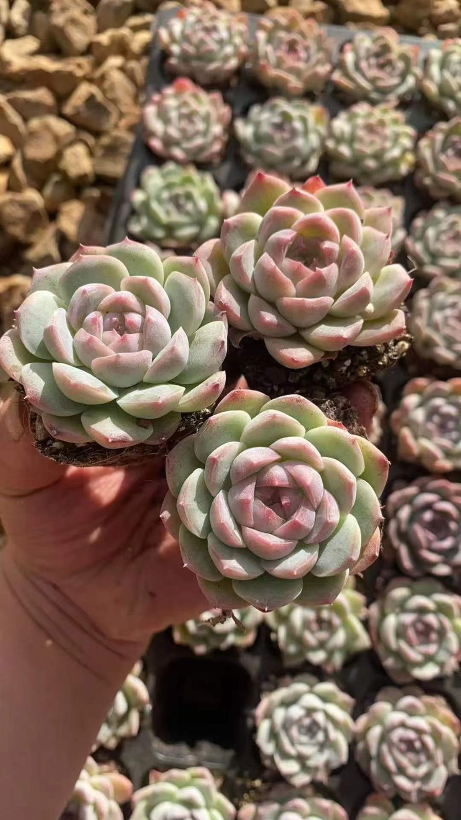 新発売 RC2219 ミニ美人・ハイブリッド 50苗セット 土と根付き 多肉