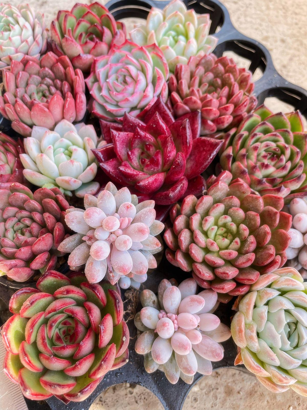 Xmas & 新年 特別入荷】A04 多肉植物18株セット 根付き エケベリア中心 