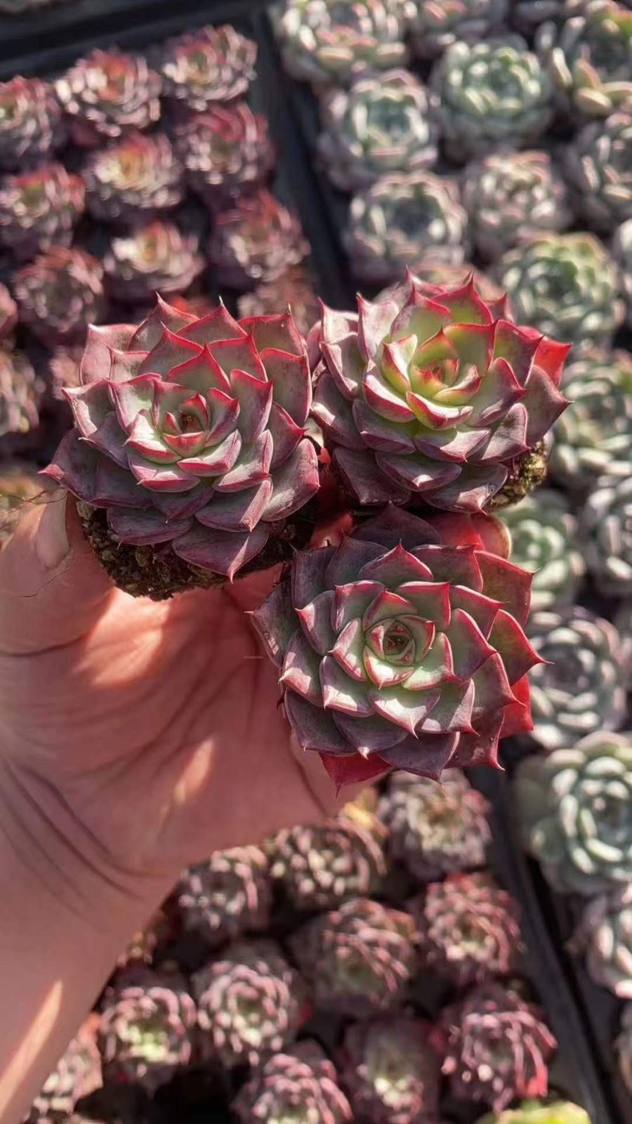 新発売 RC2223 砂漠ローズ 72苗セット 土と根付き 多肉植物 エケベリア