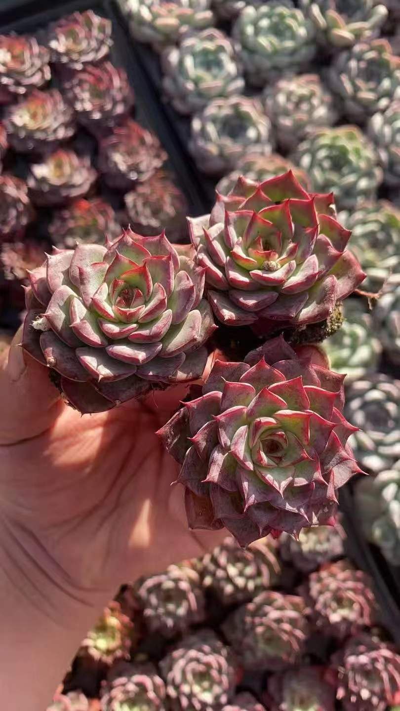 新発売 RC2223 砂漠ローズ 72苗セット 土と根付き 多肉植物 エケベリア