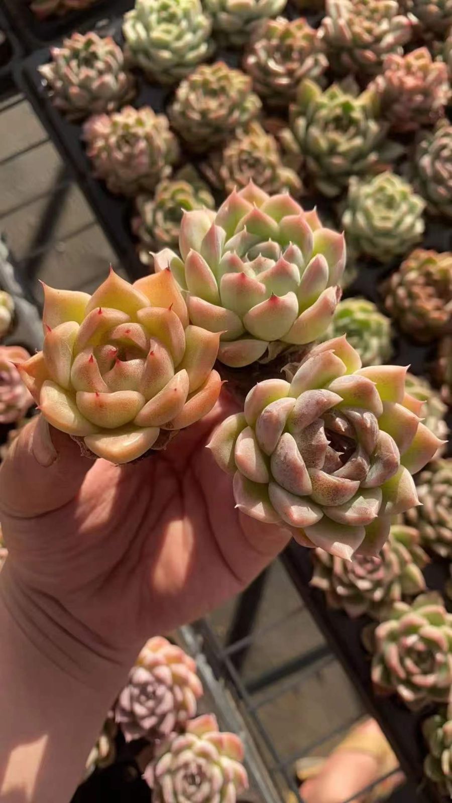 新発売 RC2224 ホワイト・ハイブリッド 72苗セット 土と根付き 多肉