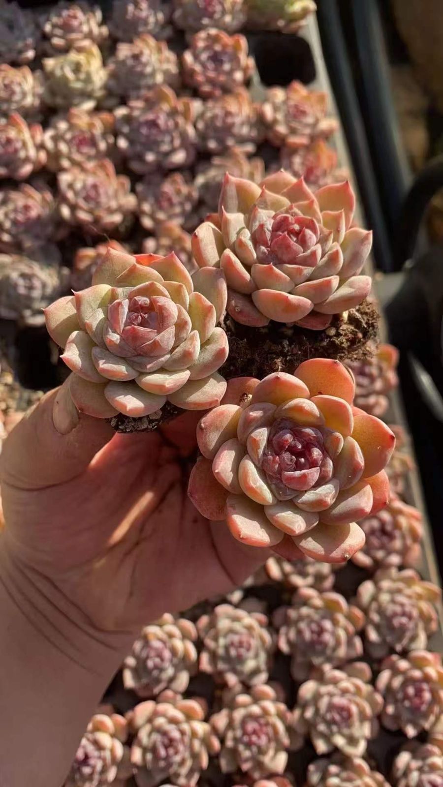 多肉植物　韓国苗　アイスハート　発根済み 多肉植物 韓国苗 アイスハート 発根済み 多肉植物 韓国苗 スイート