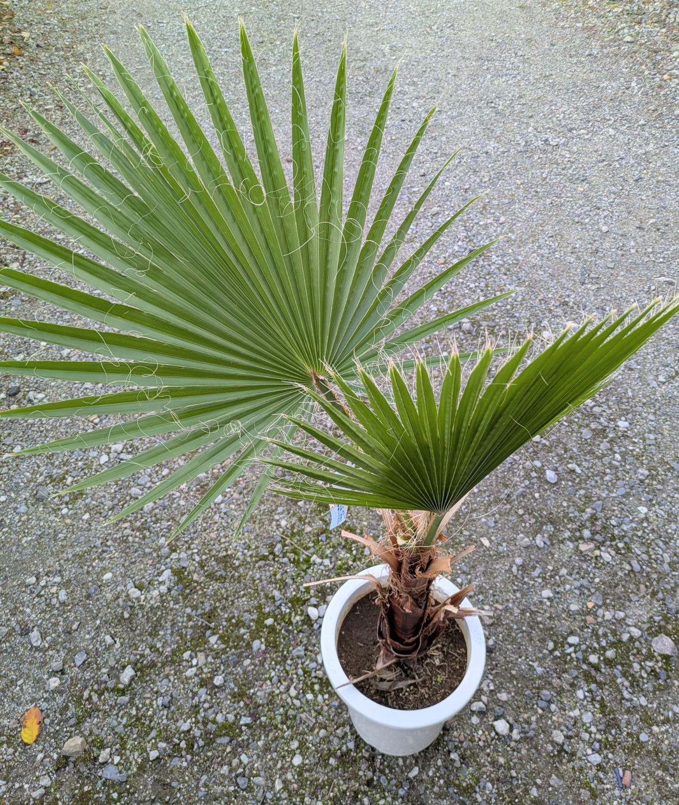 ワシントンヤシ 大株 庭木 南国 ドライガーデン 丈夫 - メルカリ