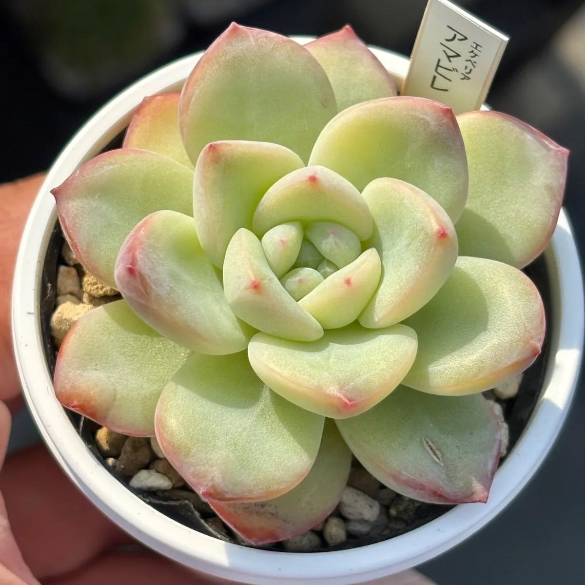 ✨✨✨superガジュマル【ジブリの世界】検/イボ系ガジュマル