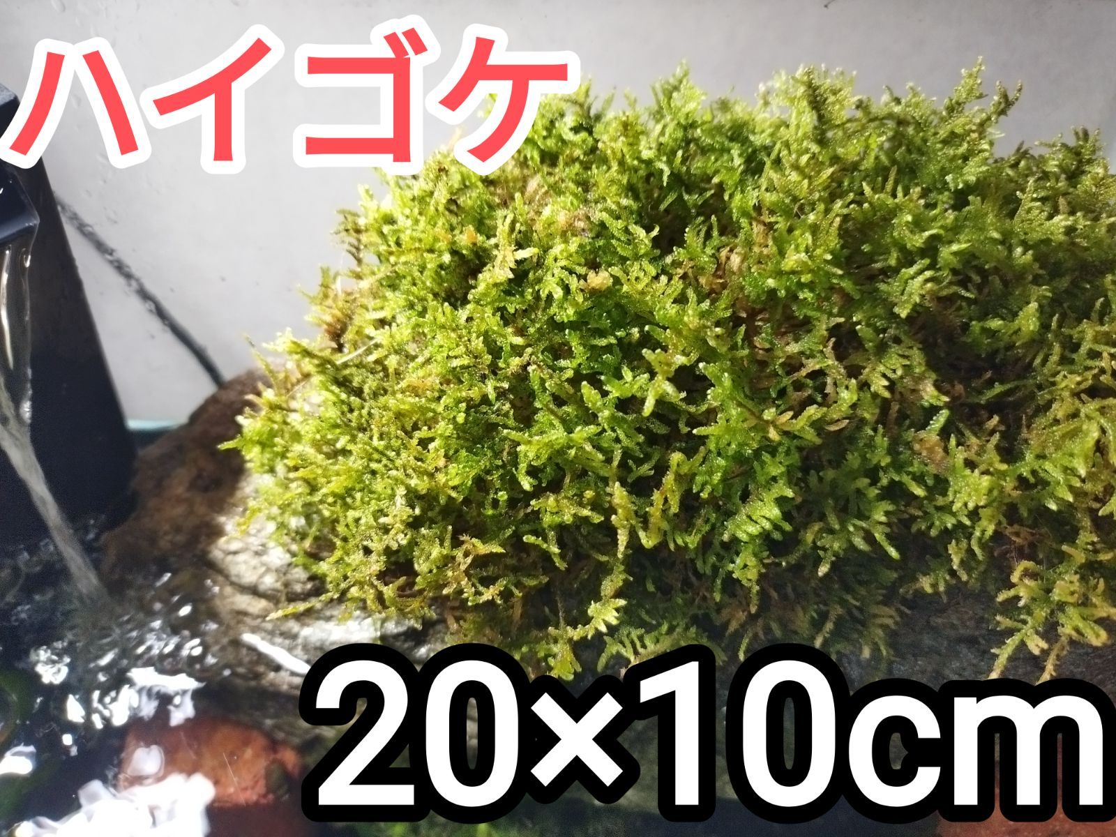 ハイゴケ・20×10cmサイズ - メルカリ