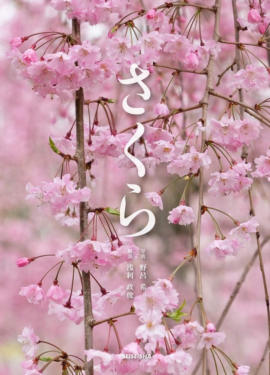 【人気セール，HOT】 さくら その他