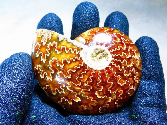 化石超巨大70ｇ