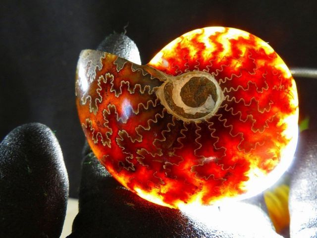 絶品数万個の中の一個 天然マダガスカル産 縫合線オパールアンモナイト 化石超巨大70ｇ 68ｍｍ ta 235