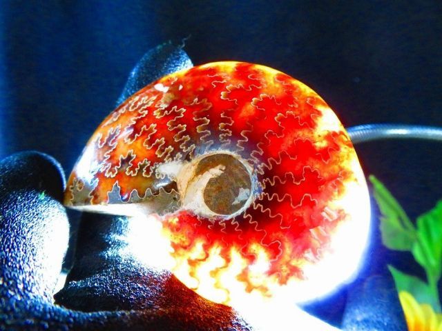  絶品数万個の中の一個 天然マダガスカル産 縫合線オパールアンモナイト 化石超巨大70ｇ 68ｍｍ ta 235 オーナメント ラッピング 包装