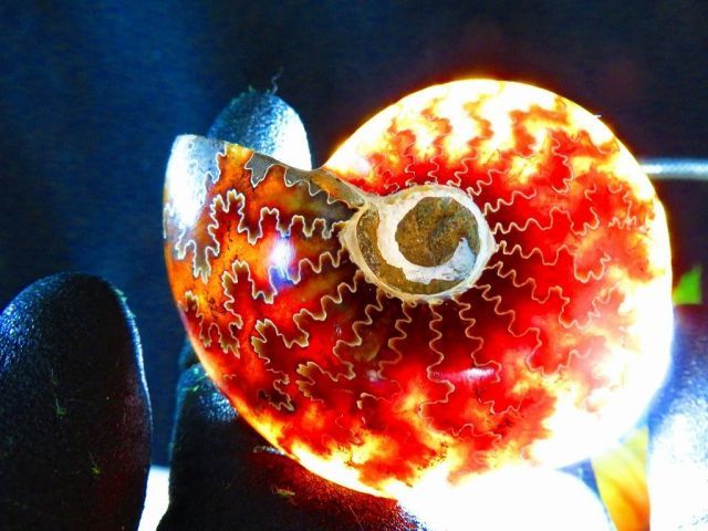 絶品数万個の中の一個 天然マダガスカル産 縫合線オパールアンモナイト 化石超巨大70ｇ 68ｍｍ ta 235