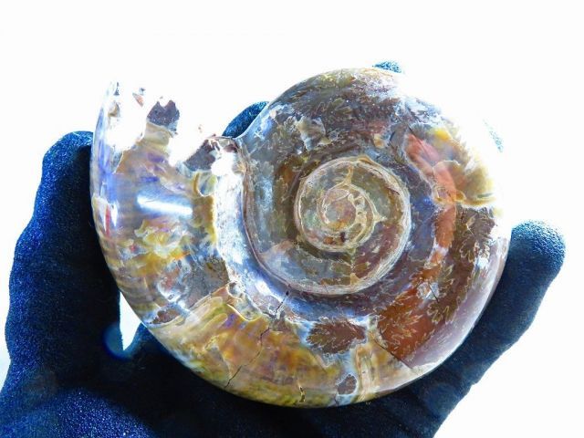 絶品数万個の中の一個 天然マダガスカル産 縫合線オパールアンモナイト 化石超巨大374ｇ 103ｍｍ 〇tｃ573 C 175