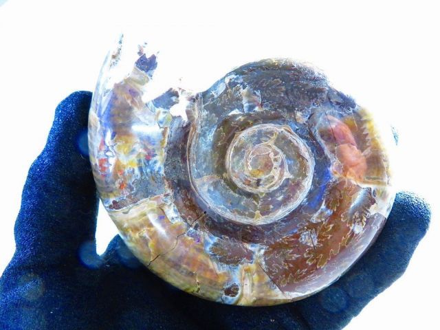 絶品数万個の中の一個 天然マダガスカル産 縫合線オパールアンモナイト 化石超巨大374ｇ 103ｍｍ 〇tｃ573 C-175