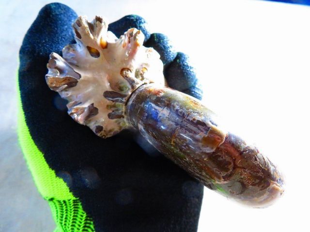  絶品数万個の中の一個 天然マダガスカル産 縫合線オパールアンモナイト 化石超巨大374ｇ 103ｍｍ 〇tｃ573 C 175 オーナメント ラッピング 包装