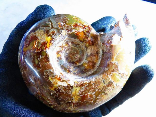 天然マダガスカル産 縫合線オパールアンモナイト