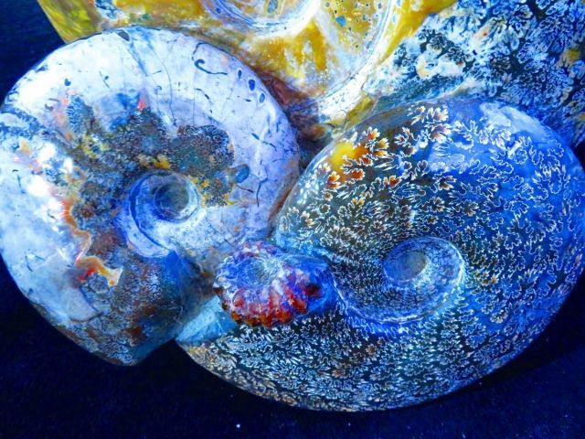 絶品数万個の中の一個 天然マダガスカル産 縫合線オパールアンモナイト 化石超巨大9 7 kｇ 330ｍｍ tr 31917 C 1