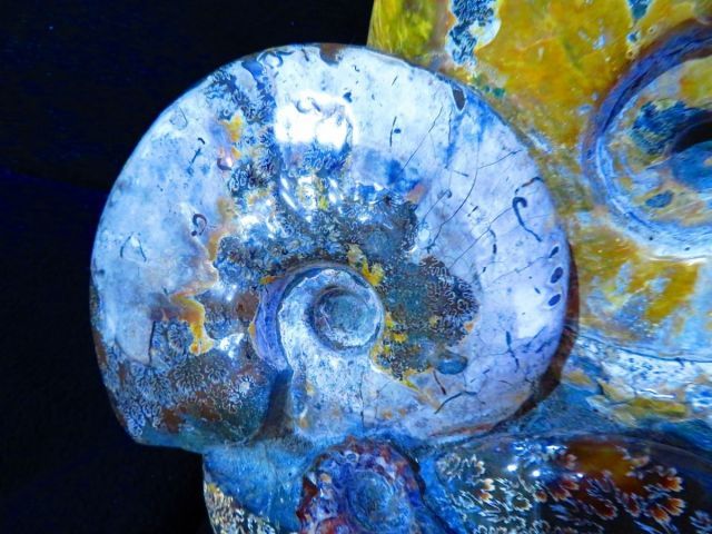  絶品数万個の中の一個 天然マダガスカル産 縫合線オパールアンモナイト 化石超巨大9 7 kｇ 330ｍｍ tr 31917 C 1 オーナメント ラッピング 包装