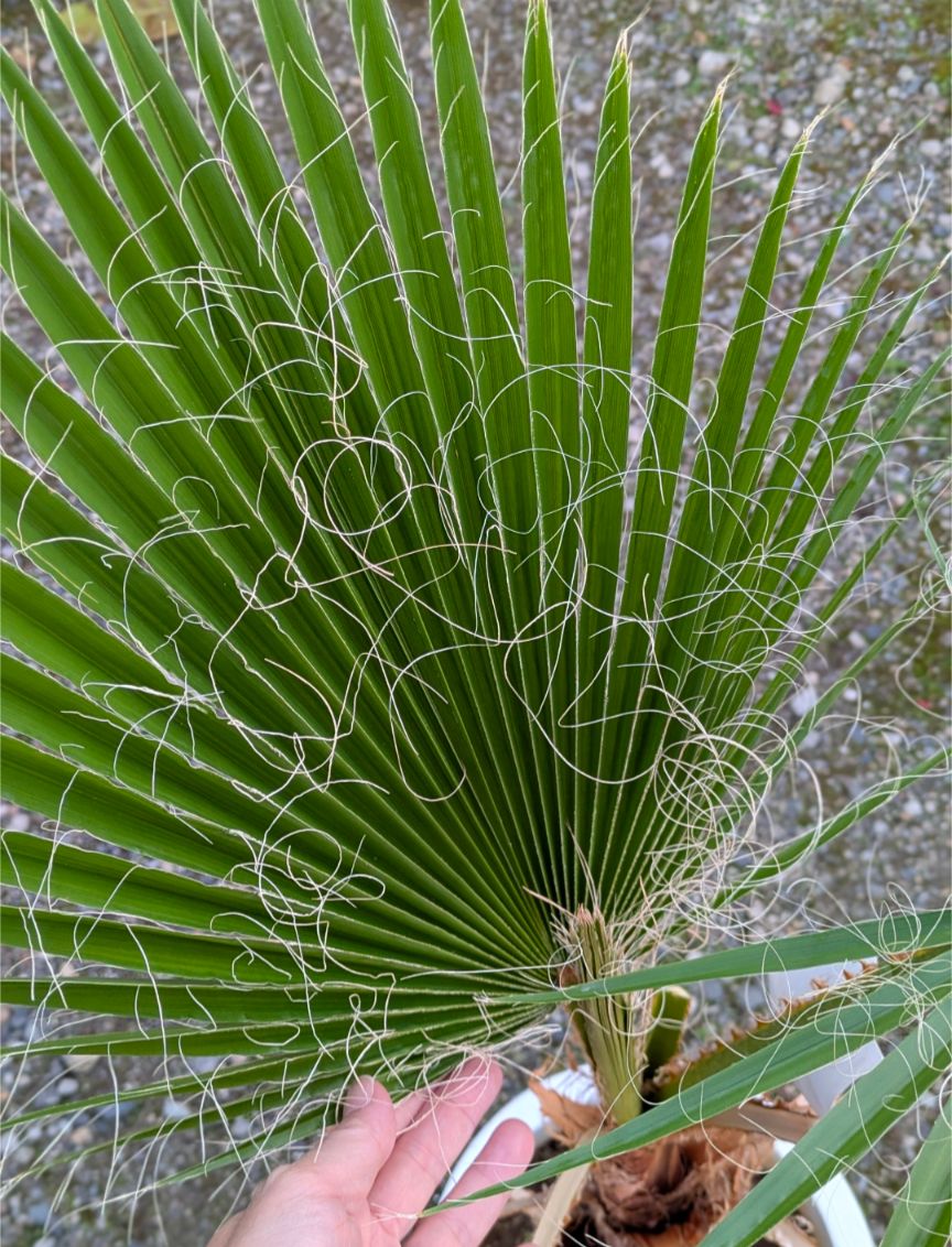ワシントンヤシ 大株 庭木 南国 ドライガーデン 丈夫 - メルカリ