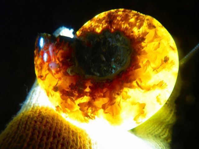 絶品数万個の中の一個 天然マダガスカル産 縫合線オパールアンモナイト 化石超巨大88ｇ 82ｍｍ tr 21386 C 1