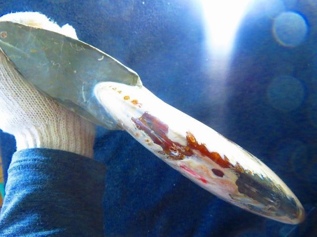 縫合線オパールアンモナイト