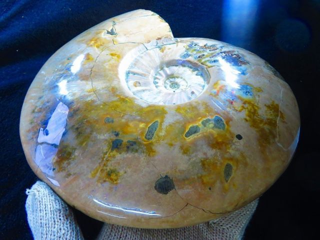 絶品数万個の中の一個 天然マダガスカル産 縫合線オパールアンモナイト 化石超巨大4.127 kｇ 310ｍｍ tr 21404 C-1