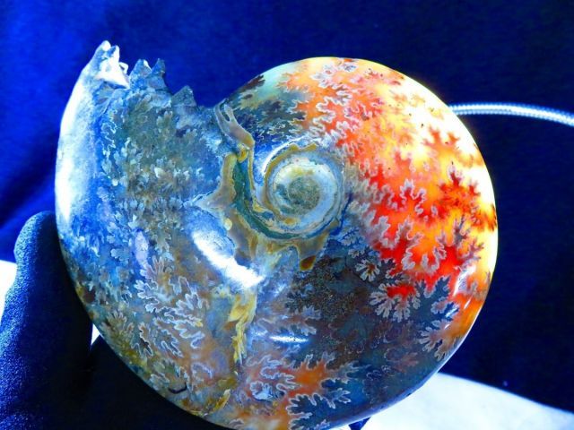 絶品数万個の中の一個 天然マダガスカル産 縫合線オパールアンモナイト 化石超巨523ｇ 143ｍｍ tr 30390 C-1