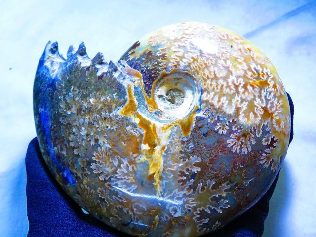 化石超巨523ｇ 143ｍｍ