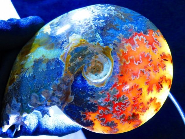  絶品数万個の中の一個 天然マダガスカル産 縫合線オパールアンモナイト 化石超巨523ｇ 143ｍｍ tr 30390 C 1 オーナメント ラッピング 包装