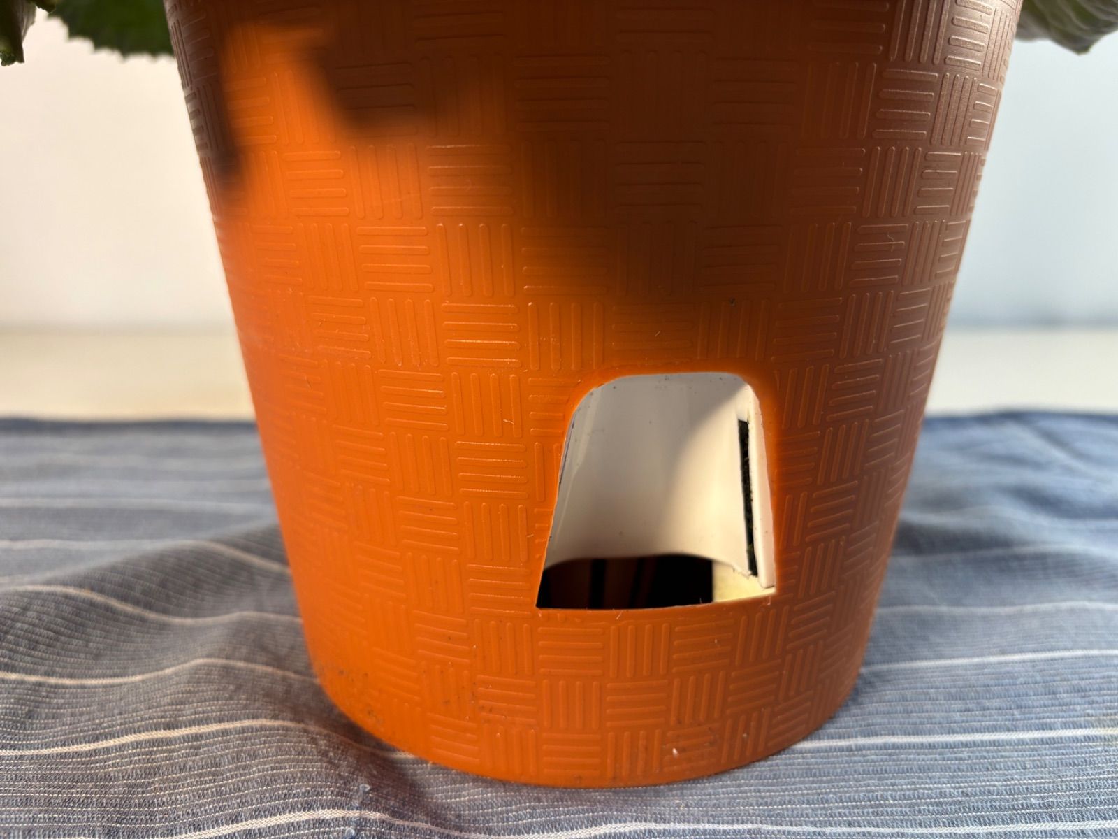 シクラメン 『ムーンキャンディー』 6寸鉢底面給水プラ鉢入り - メルカリ