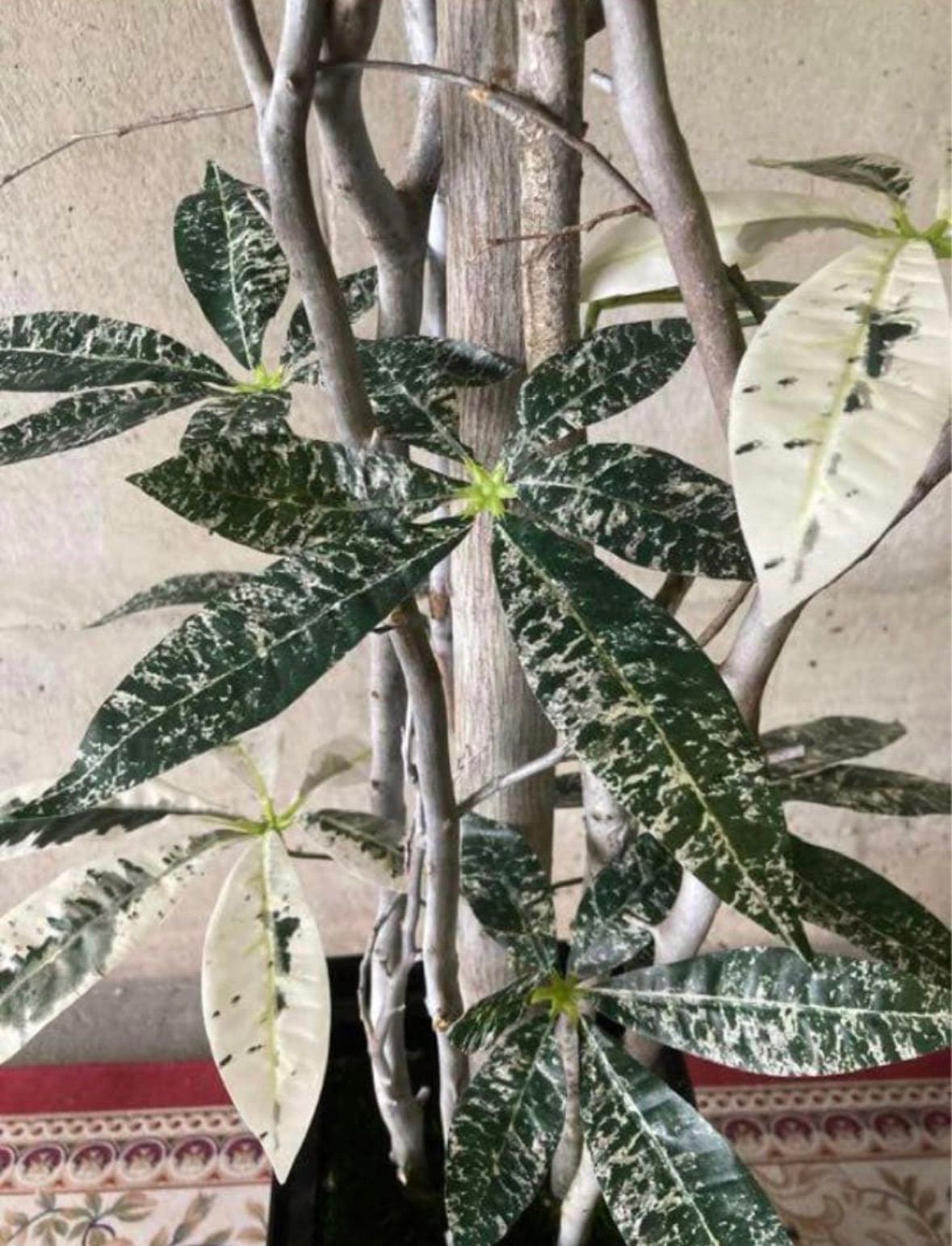 光触媒 人工観葉植物 ウォールグリーン フェイクグリーン 斑入りパキラ