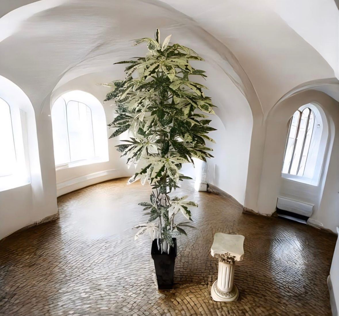 光触媒　人工観葉植物　ウォールグリーン　フェイクグリーン　斑入りパキラ150 光触媒 人工観葉植物 ウォールグリーン フェイクグリーン 斑入りパキラ