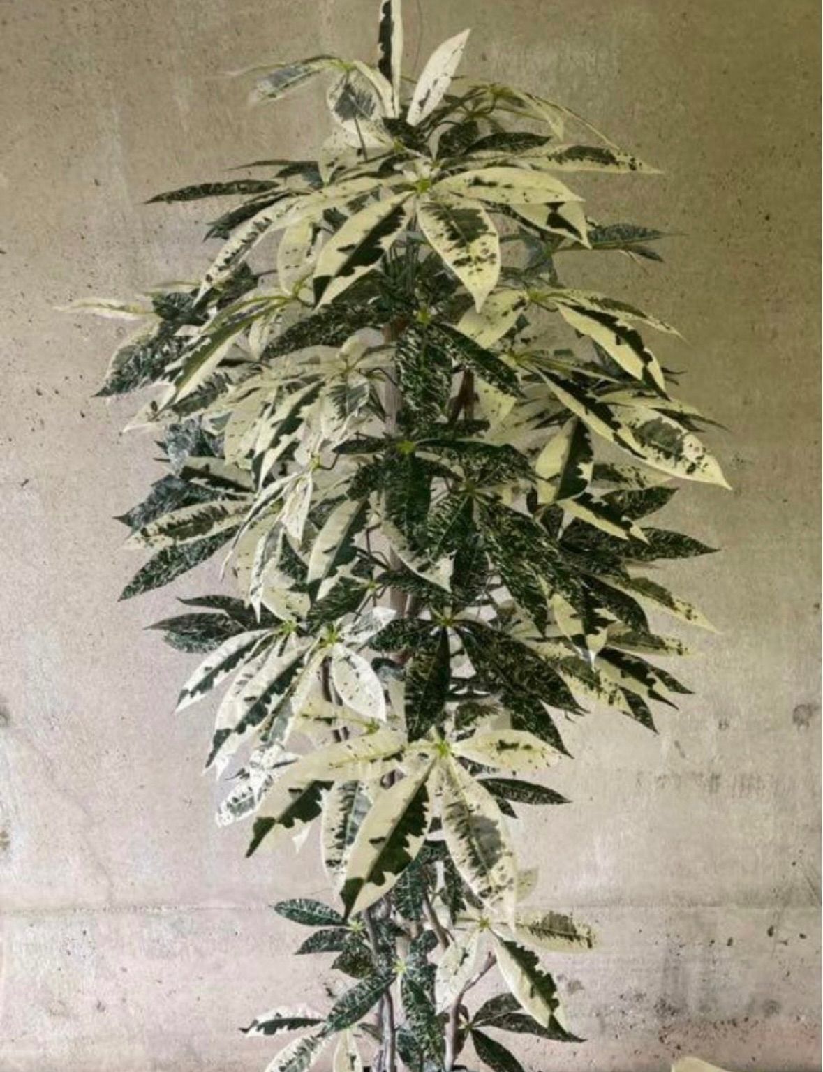 光触媒 人工観葉植物 ウォールグリーン フェイクグリーン 斑入りパキラ