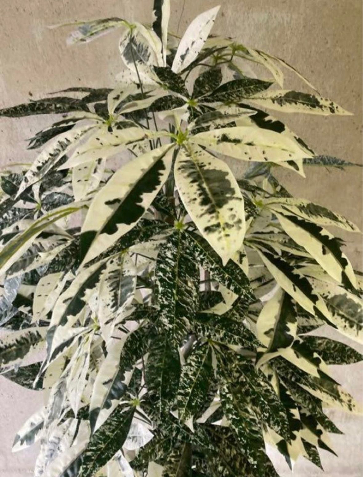 光触媒 人工観葉植物 ウォールグリーン フェイクグリーン 斑入りパキラ