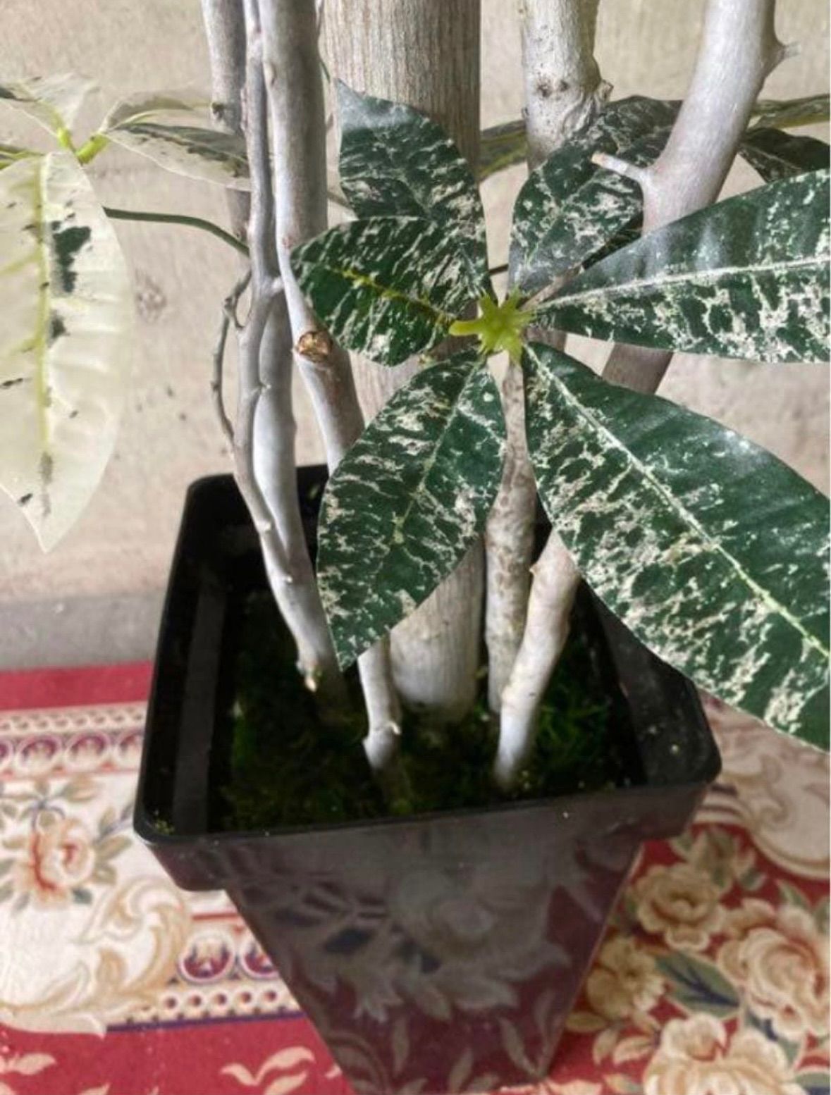 光触媒 人工観葉植物 ウォールグリーン フェイクグリーン 斑入りパキラ