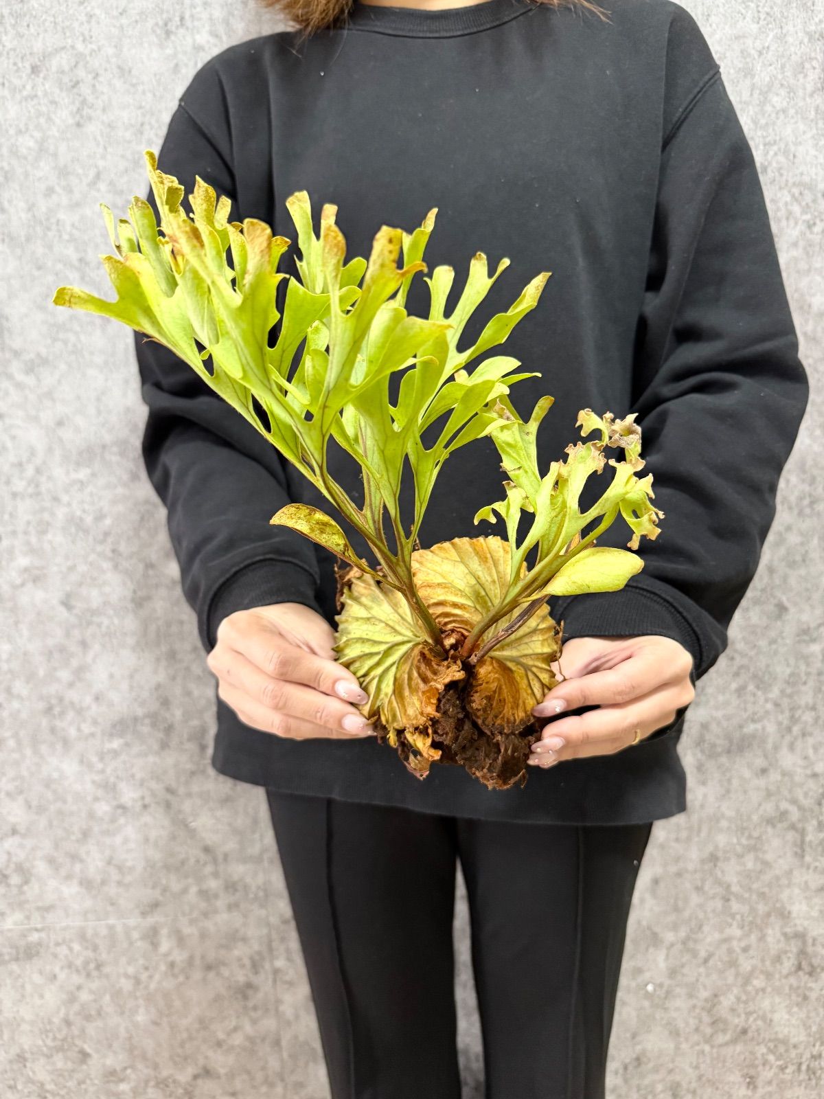 極細葉・Lサイズ】B70 ▽P.ridleyi Wild from Central Borneo