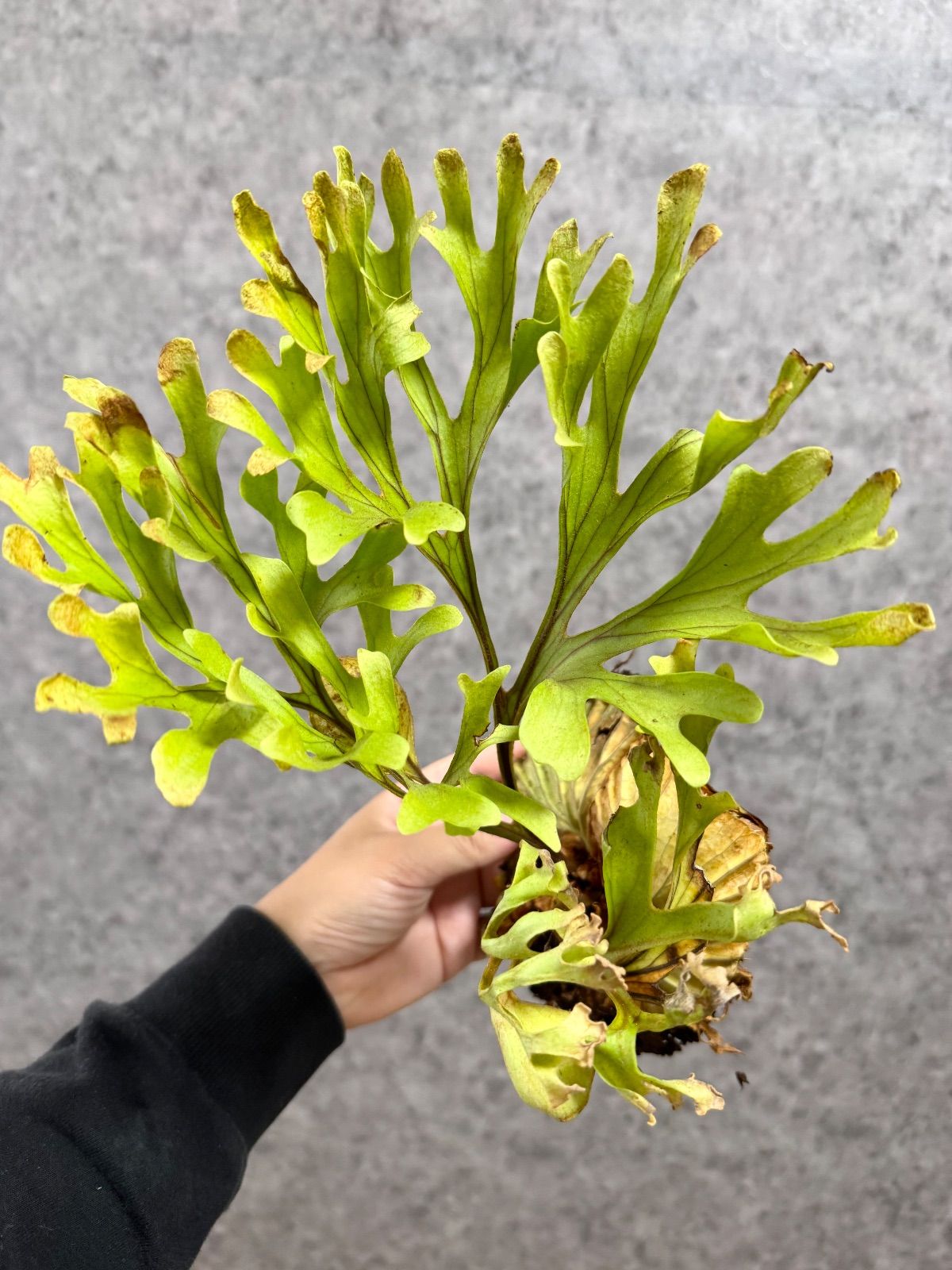 極細葉・Lサイズ】B70 ▽P.ridleyi Wild from Central Borneo