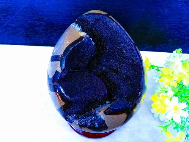 天然亀貝石 セプタリアン原石 自然石台付き 1 74 kｇ 160㎜ 〇tr 28941