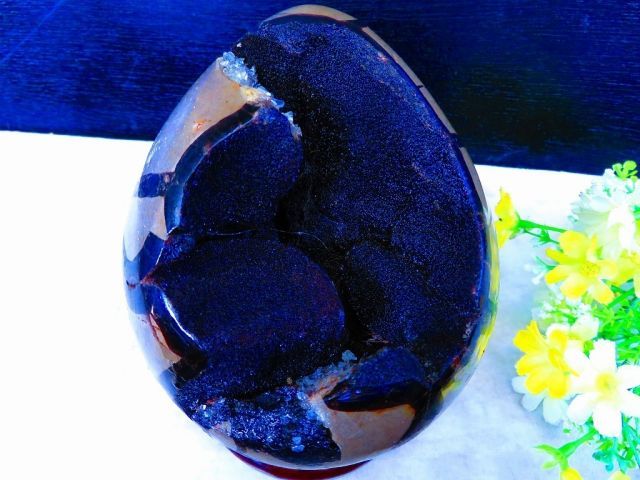 天然亀貝石 セプタリアン原石 自然石台付き 1 74 kｇ 160㎜ 〇tr 28941