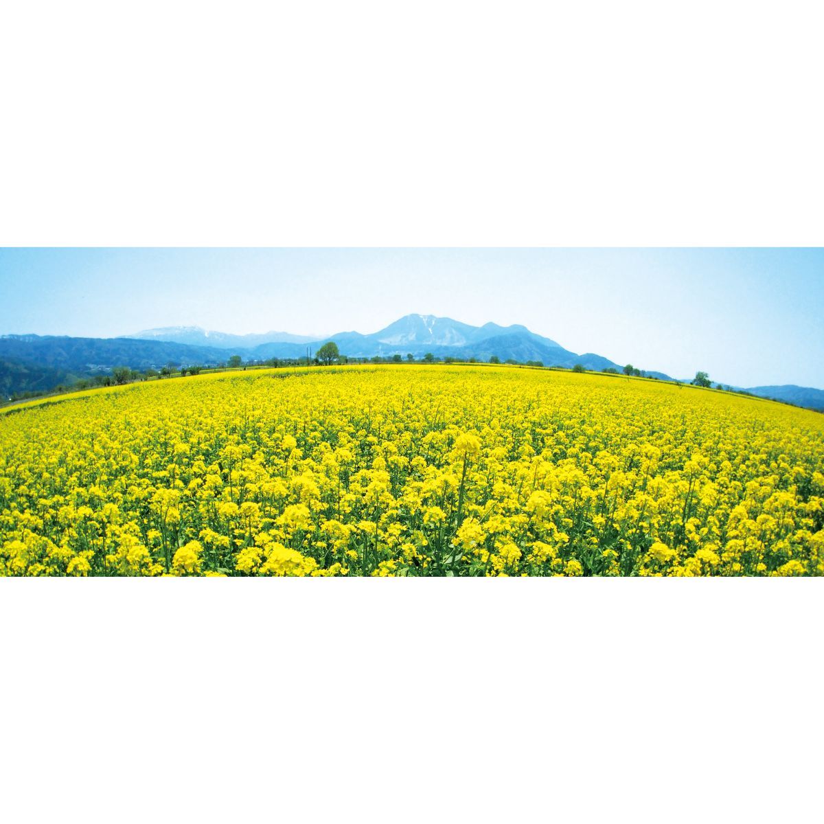 菜の花畑 パノラマサイズ お風呂ポスター 防水ポスター 浴室棚 バブルバス