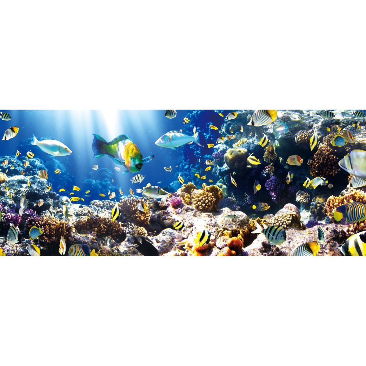 マリンパラダイス