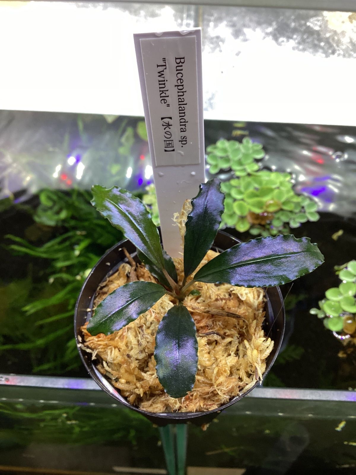 Bucephalandra sp. “Twinkle” - メルカリ