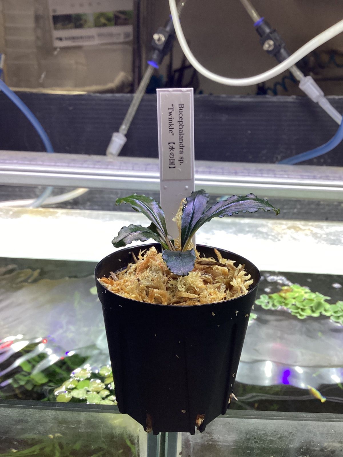 Bucephalandra sp. “Twinkle” - メルカリ